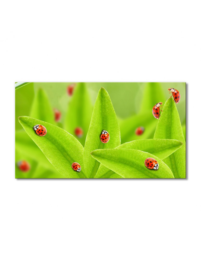 

Модульная картина Artel «Божьи Коровки» 1 модуль 70x105 см