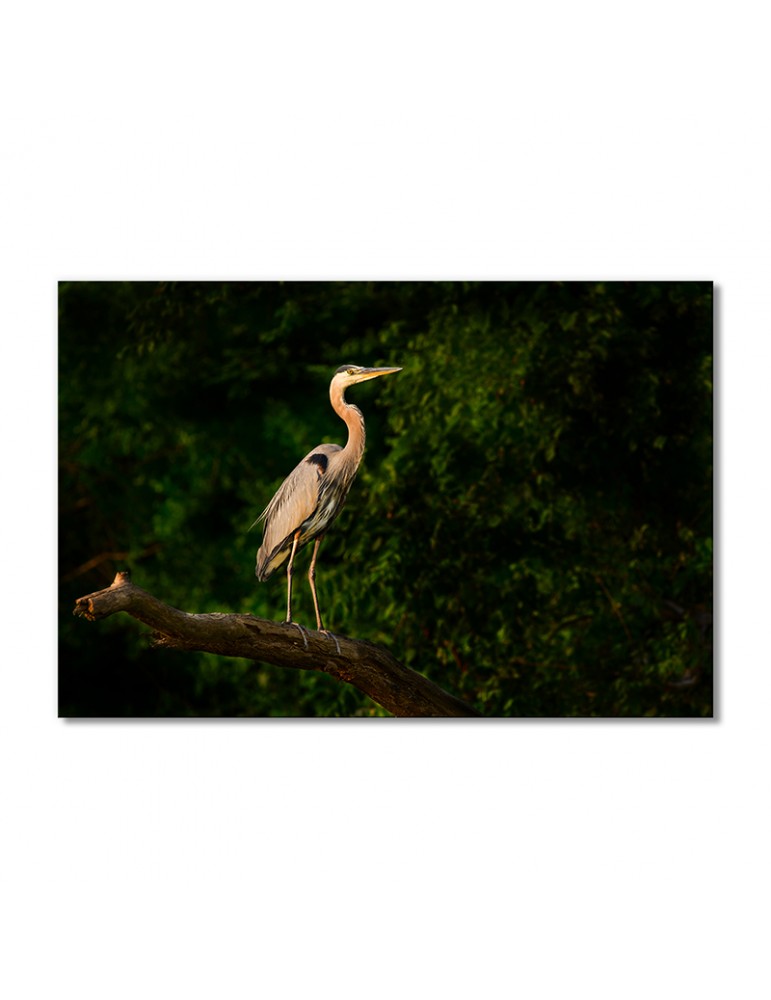 

Модульная картина Artel «Большая голубая цапля» 1 модуль 80x120 см