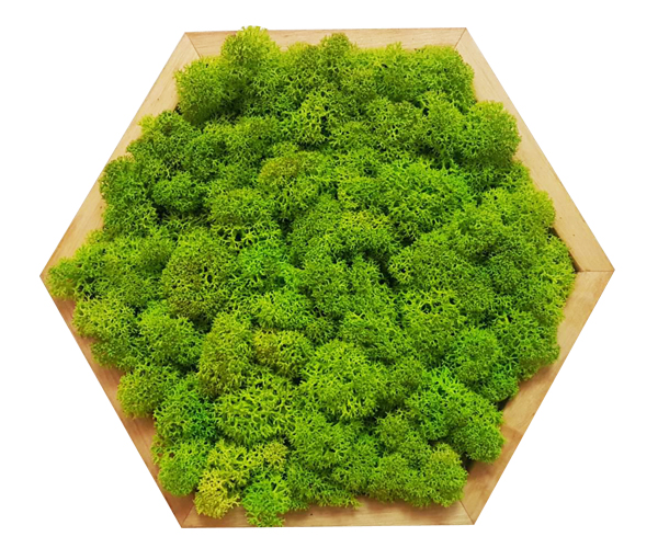 

Картина шестиугольная MossArt из стабилизированного мха 20 см Grass Green Light (1485)