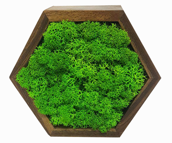 

Рамка шестиугольная двусторонняя MossArt со стабилизированным мхом 14 см Grass Green Light(1481)