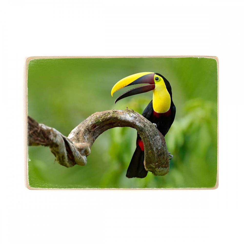 

Деревянный постер Животные Toucan Sits On A Branch А2
