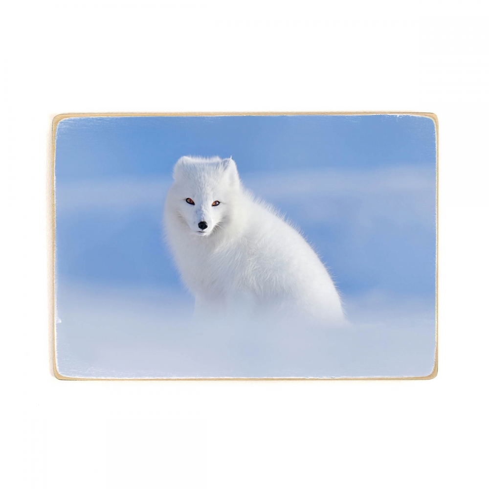 

Деревянный постер Животные Arctic Fox А2