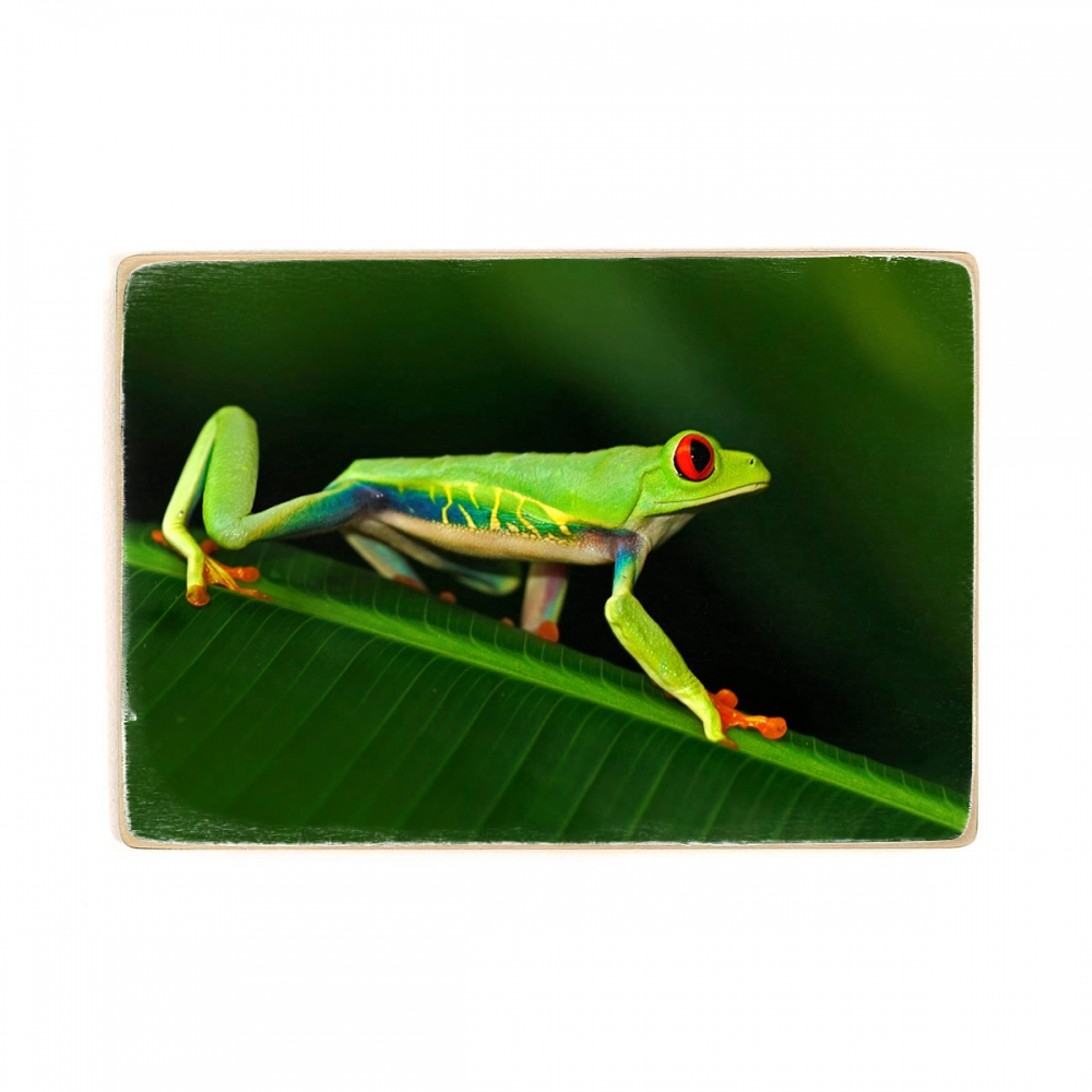

Деревянный постер Животные Red-Eyed Tree Frog А1