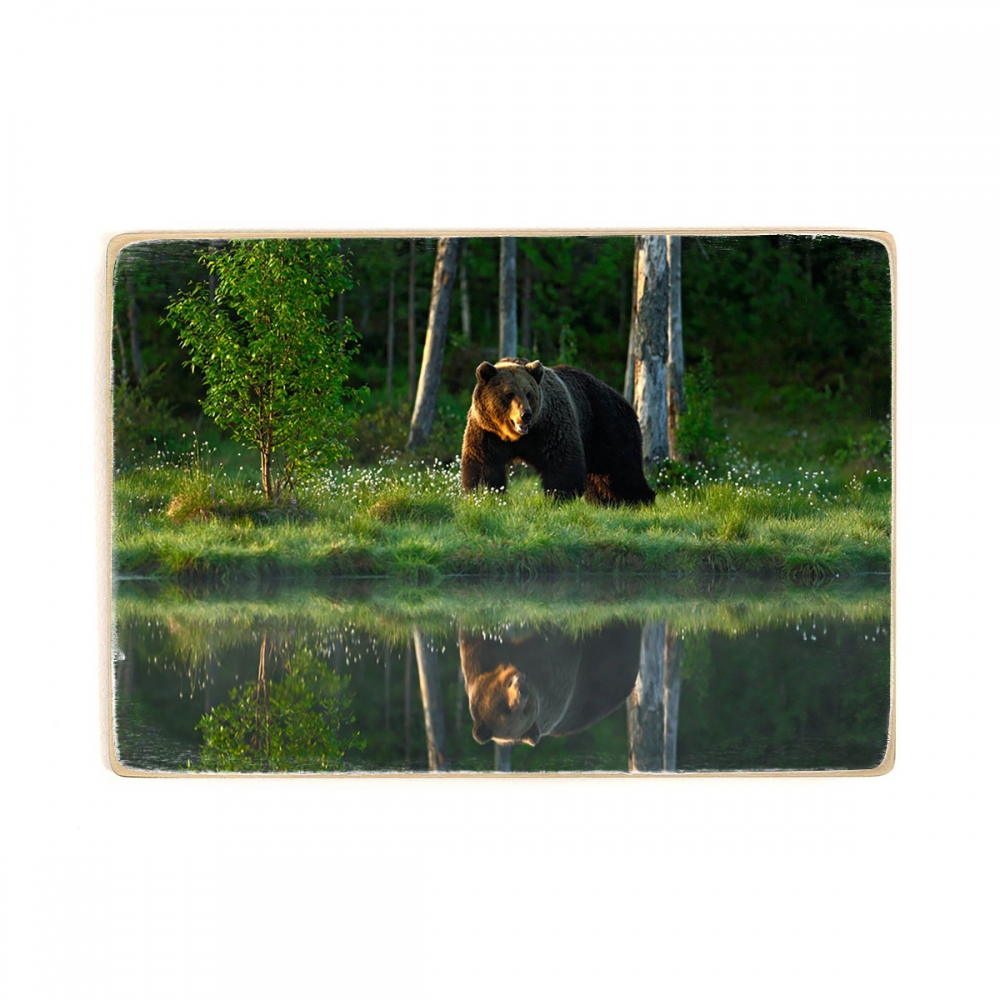 

Деревянный постер Животные Big Brown Bear А2