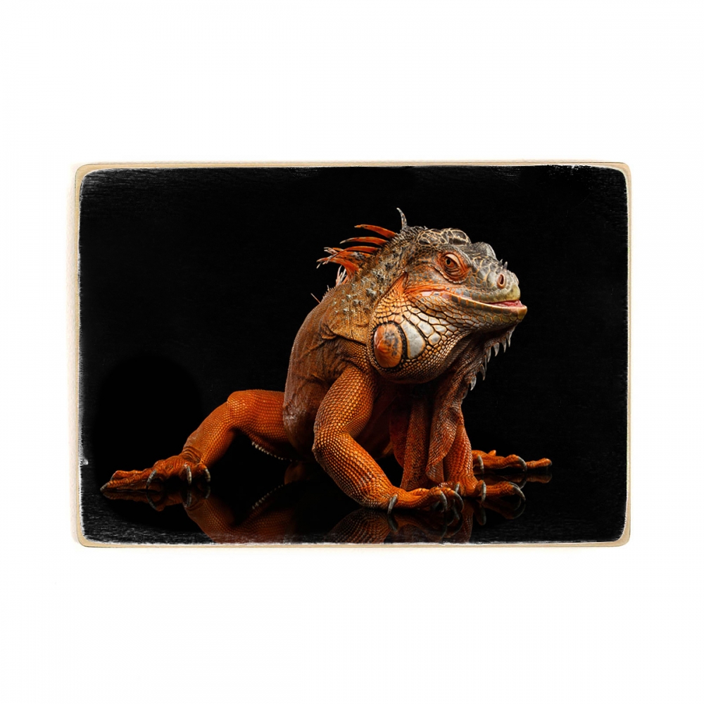 

Деревянный постер Животные Orange Iguana А1