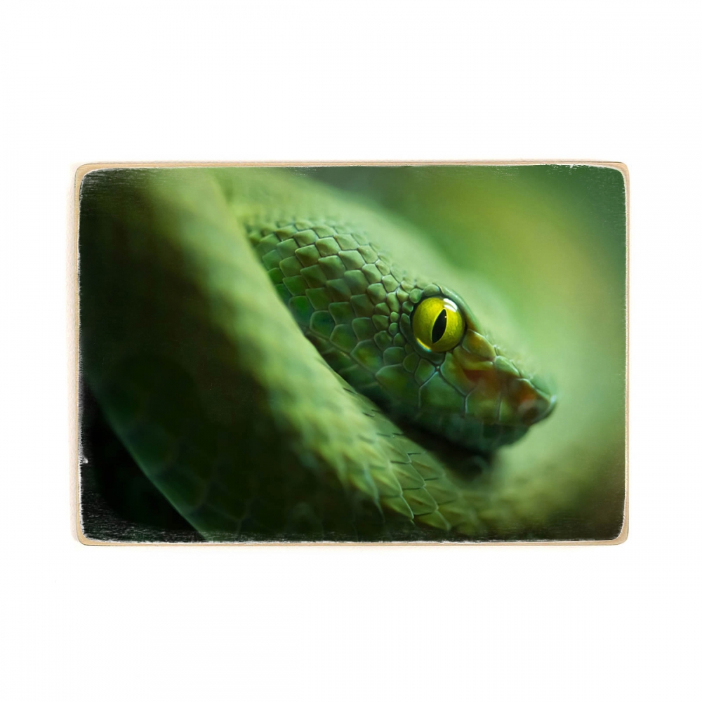 

Деревянный постер Животные Green Snake А2