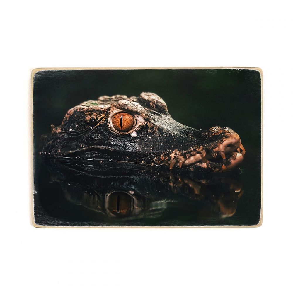 

Деревянный постер Животные карликового каймана Кювье (Paleosuchus palpebrosus) А2