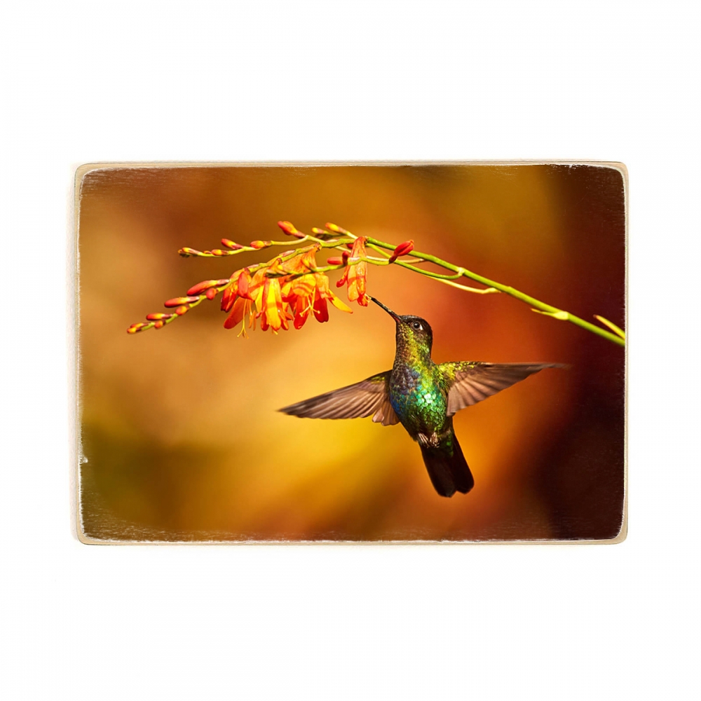 

Деревянный постер Животные Magnificent Hummingbird А2