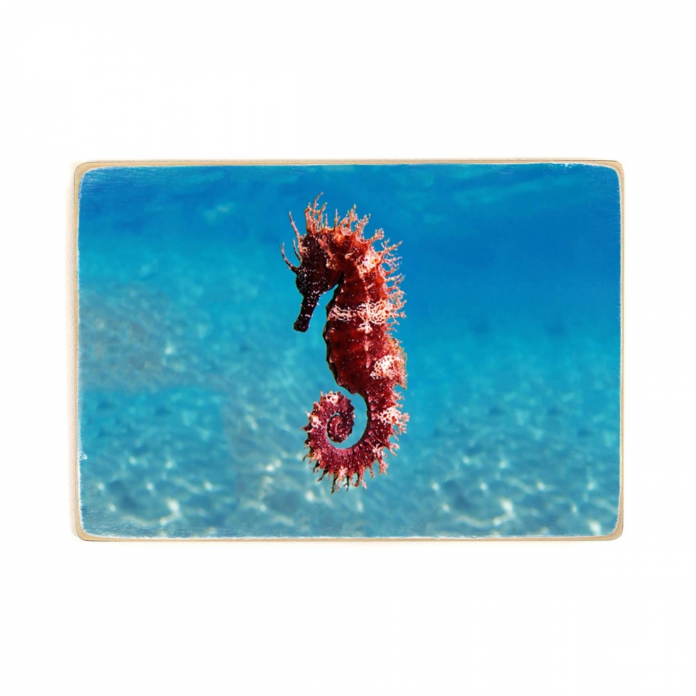 

Деревянный постер Животные Средиземноморский морской конек - Hippocampus guttulatus А2