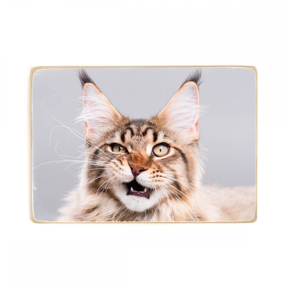 

Деревянный постер Животные Cute Maine Coon Kitten А1