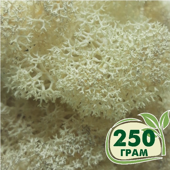 

Стабилизированный мох ягель Nordic moss Натуральный белый 250 грамм