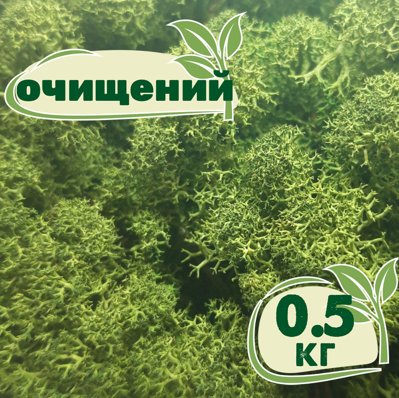 

Очищенный стабилизированный мох ягель Nordic moss Зеленый темный 0,5 кг