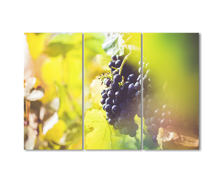 

Модульная картина Artel «Виноградная гроздь» 3 модуля 120x180 см