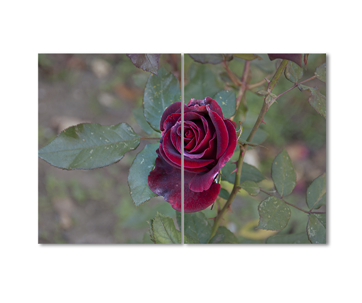 

Модульная картина Artel «Винная роза» 2 модуля 70x105 см