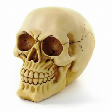 

Череп Йорик под кость Halloween 17-54 (NAT05308)