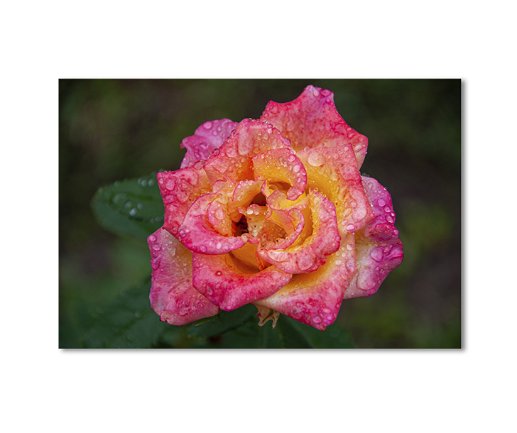 

Модульная картина Artel «Кораллово-оранжевая роза с каплями росы» 1 модуль 80x120 см