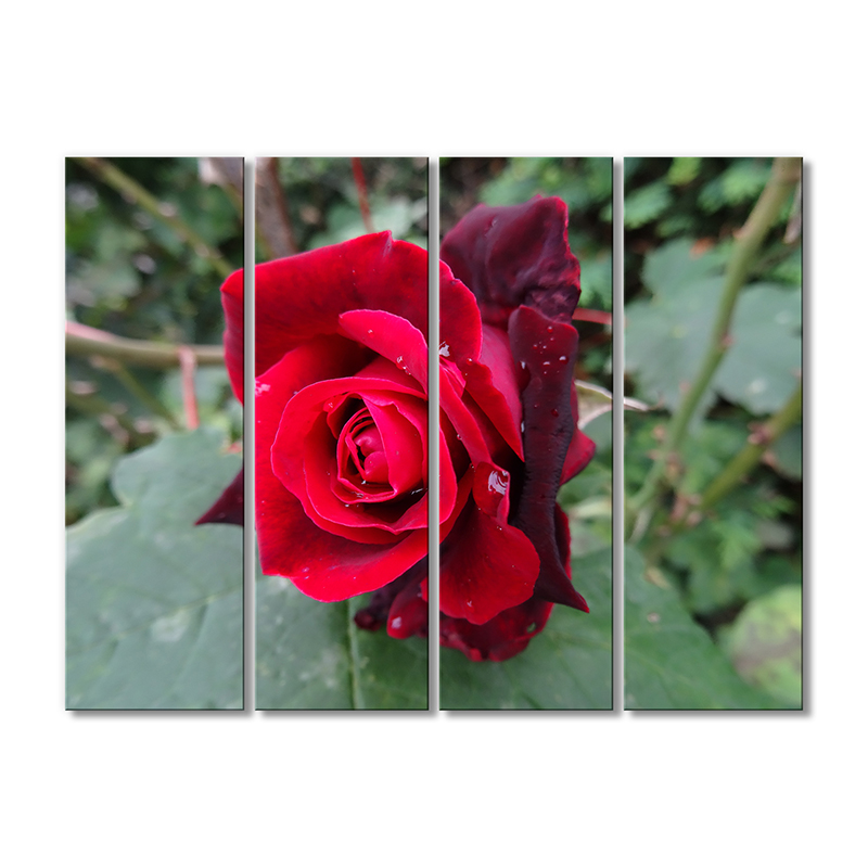 

Модульная картина Artel «Открытая роза» 4 модуля 70x105 см