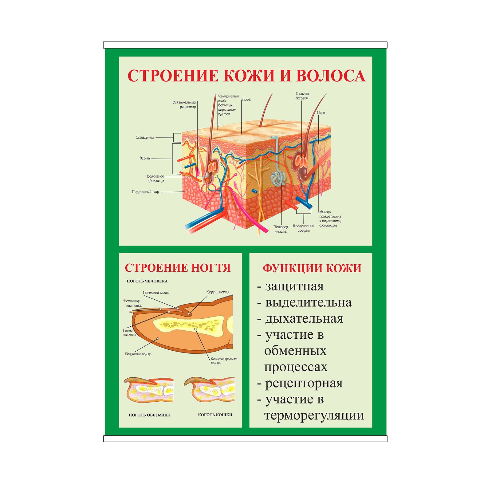 

Плакат Beauty Special “Строение кожи и волоса” А1 (8944)