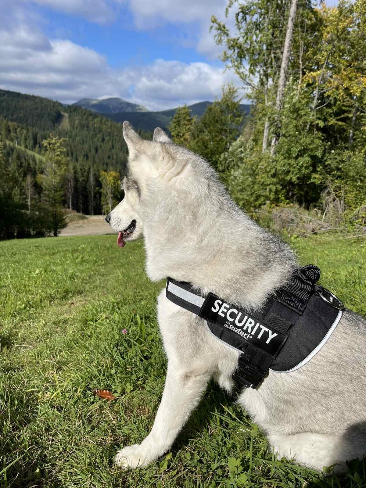 

Шлея для собак Zoofari Security L Black