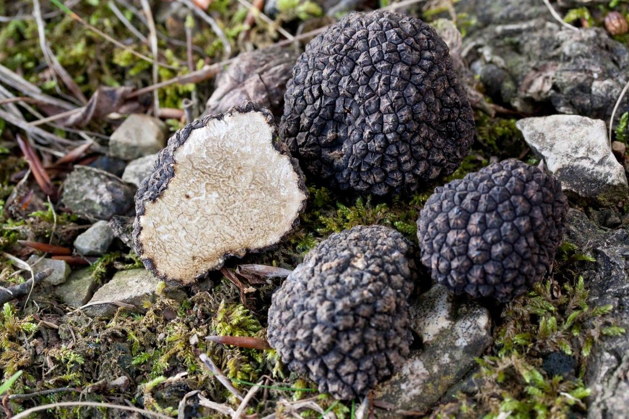 Мицелий Трутовика чешуйчатого (Трутовика пёстрого), Polyporus squamosus 100  г – фото, отзывы, характеристики в интернет-магазине ROZETKA от продавца:  Mycelium Trade | Купить в Украине: Киеве, Харькове, Днепре, Одессе,  Запорожье, Львове