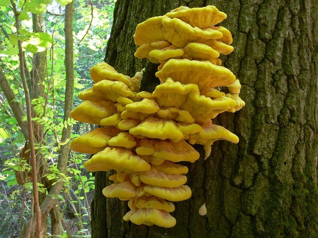 Мицелий Трутовика серно-жёлтого, Laetiporus sulphureus 100 г – фото,  отзывы, характеристики в интернет-магазине ROZETKA от продавца: Mycelium  Trade | Купить в Украине: Киеве, Харькове, Днепре, Одессе, Запорожье, Львове