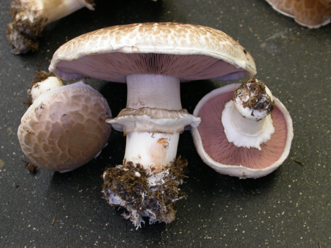 Мицелий Шампиньона портобелло, Agaricus portobello 100 г – фото, отзывы,  характеристики в интернет-магазине ROZETKA от продавца: Mycelium Trade |  Купить в Украине: Киеве, Харькове, Днепре, Одессе, Запорожье, Львове