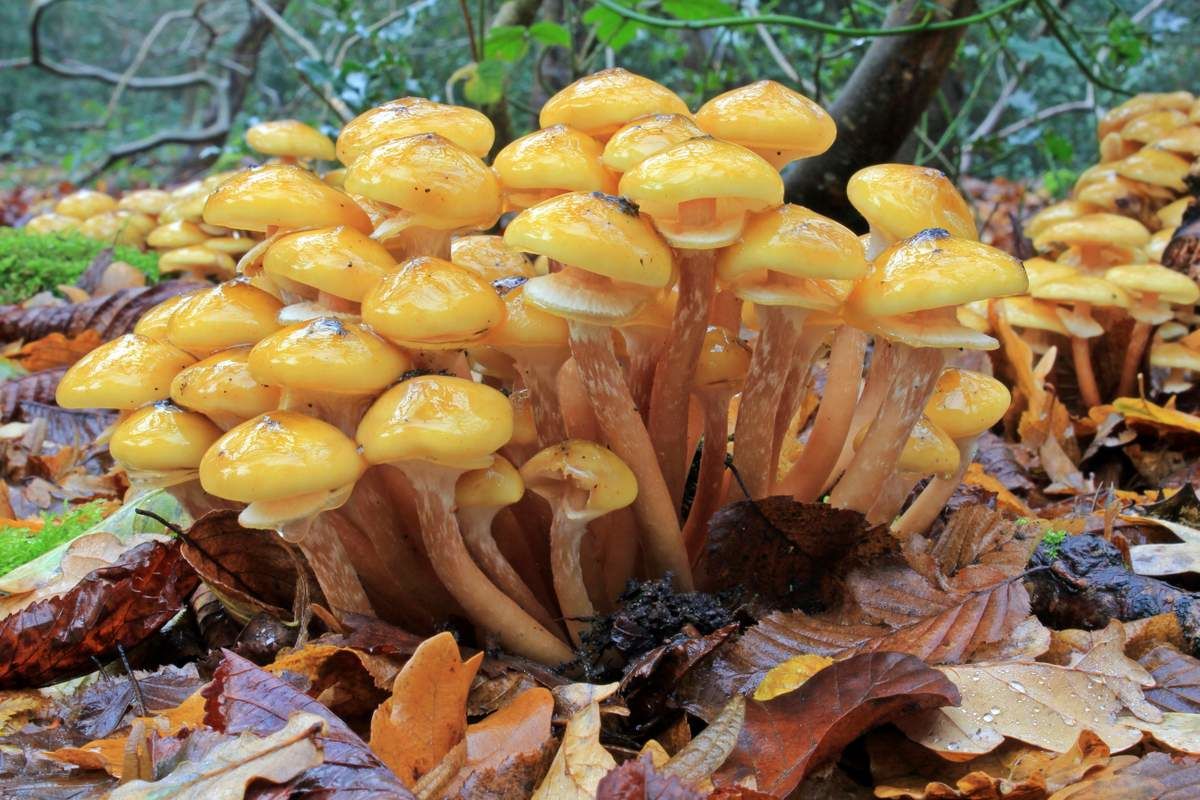 Мицелий на брусочках Опёнок осенний (Опёнок настоящий), Armillaria mellea –  фото, отзывы, характеристики в интернет-магазине ROZETKA от продавца:  Mycelium Trade | Купить в Украине: Киеве, Харькове, Днепре, Одессе,  Запорожье, Львове