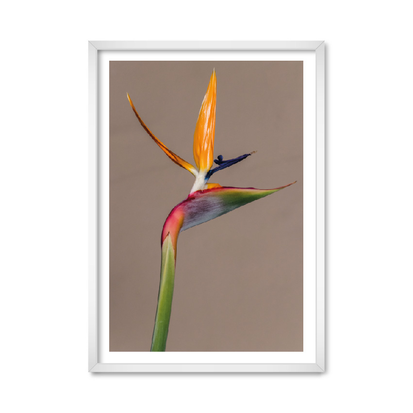 

Постер "Bird of Paradise" с антибликовым стеклом 42 x 59.4 см в белой рамке