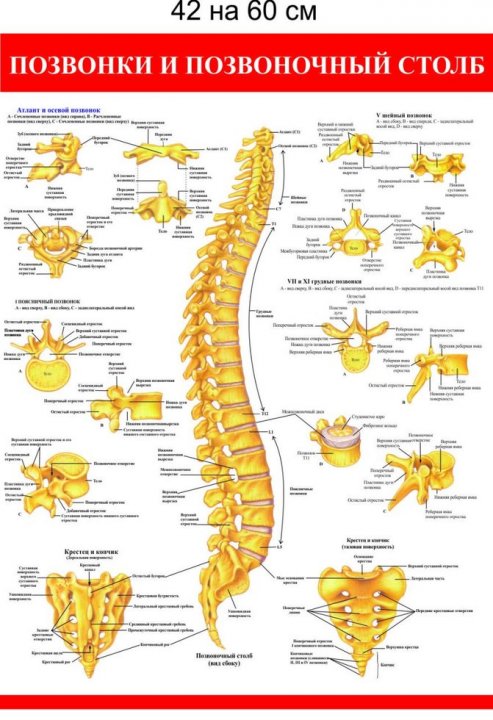 

Плакат Beauty Special Позвонки и позвоночный столб 42x60 см (4166)