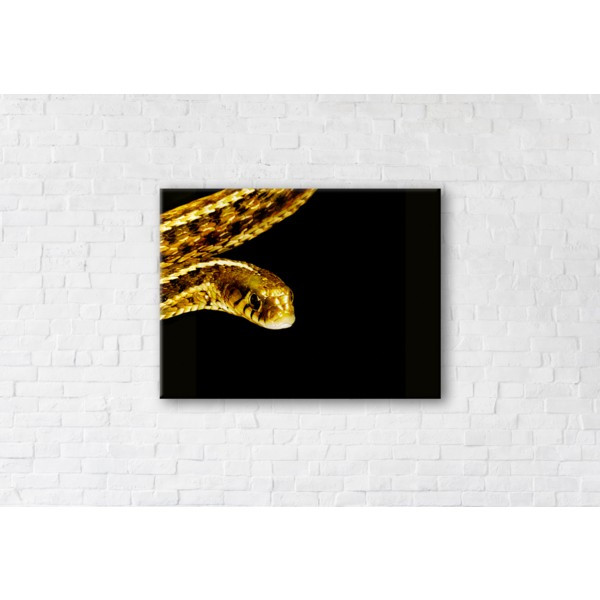 

Картина на холсте прямоугольная I-Art Golden Snake 50x65см