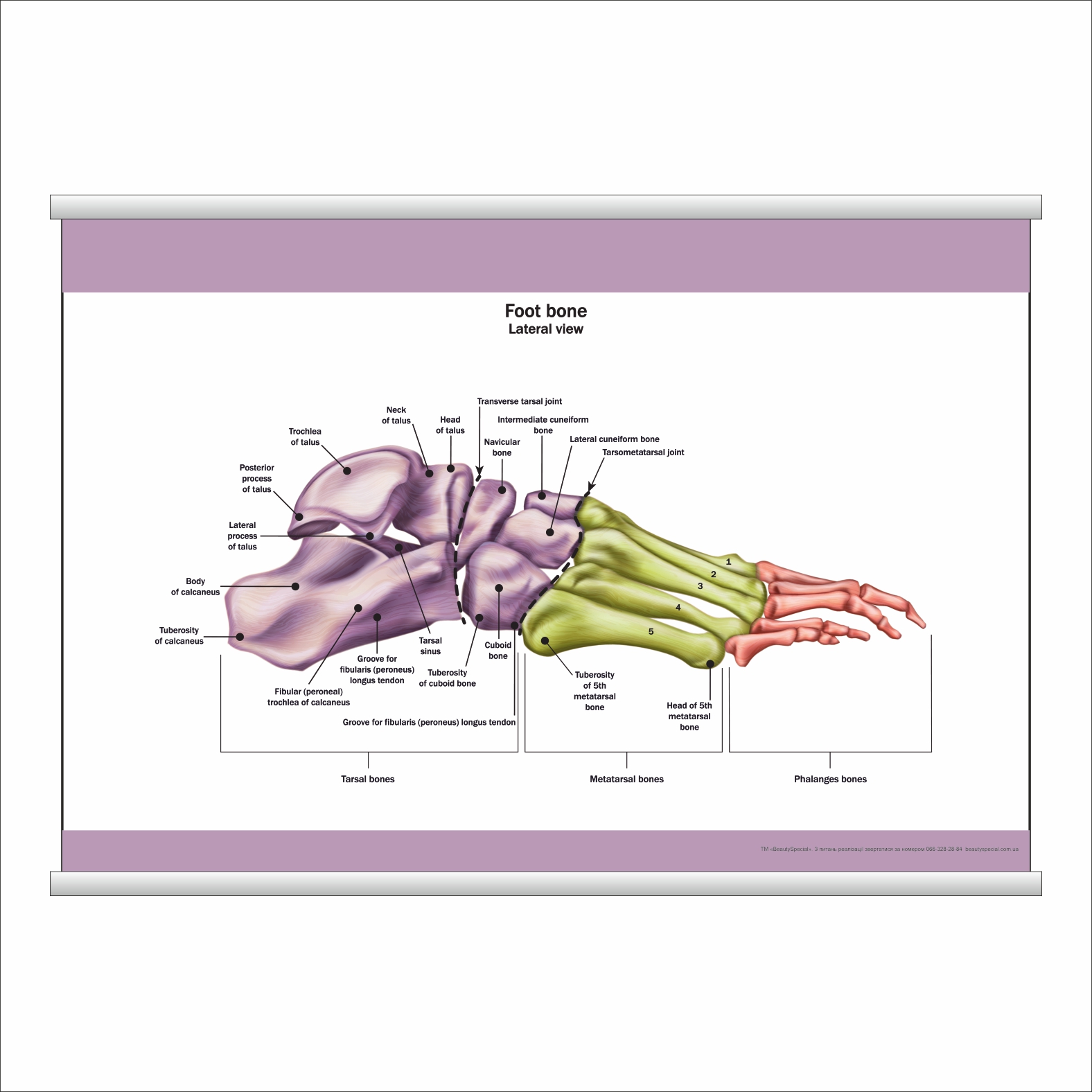 

Плакат Beauty Special "Foot bone" с планкой А0 (9019)