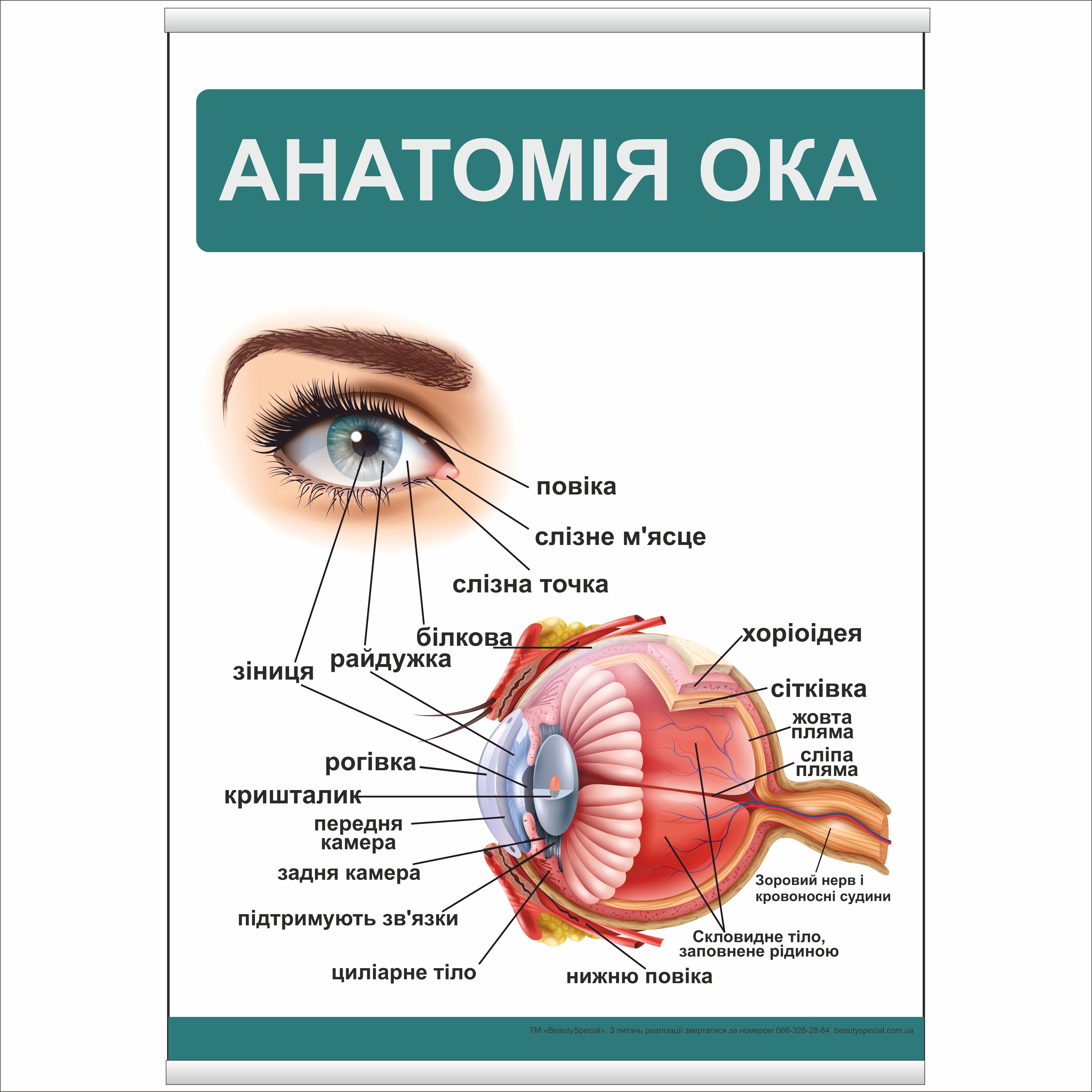 

Плакат Beauty Special "Анатомія ока" с планкой А0 (8995)