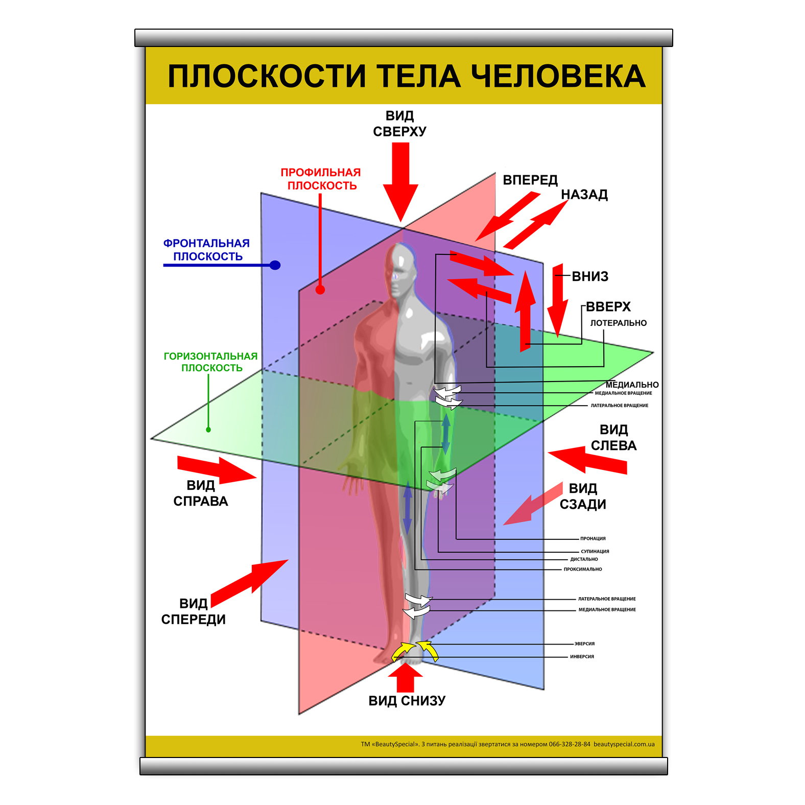 

Плакат Beauty Special "Плоскости тела человека" с планкой А0 (9051)
