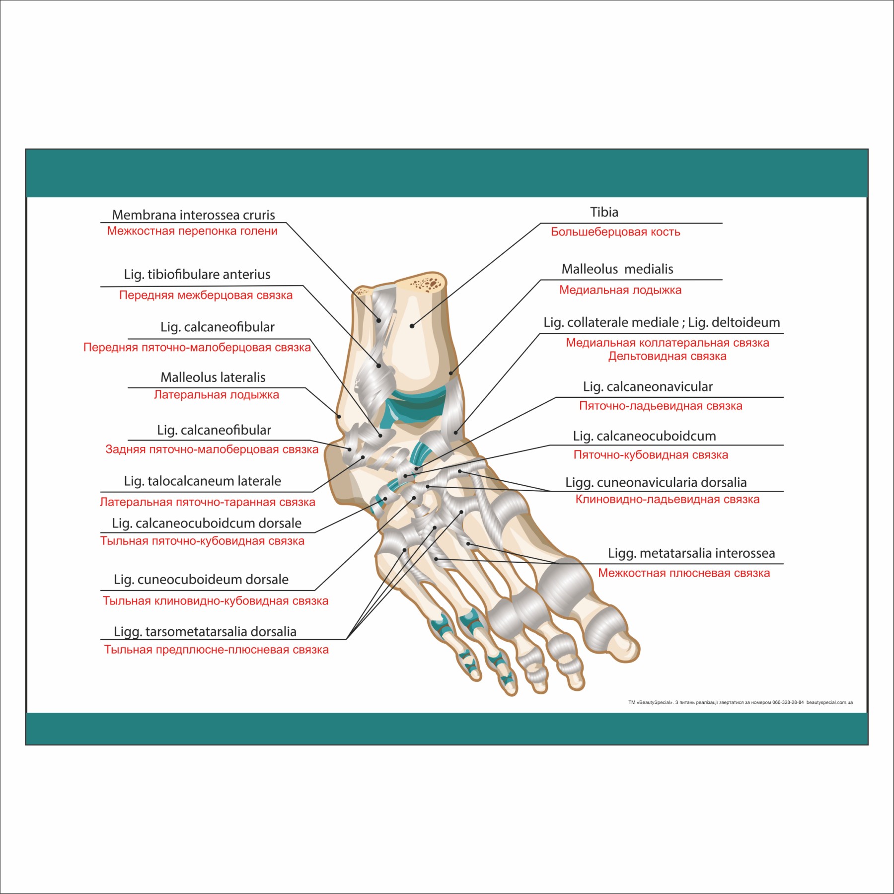 

Плакат Beauty Special "Foot" в медицинский кабинет А0 (9263)