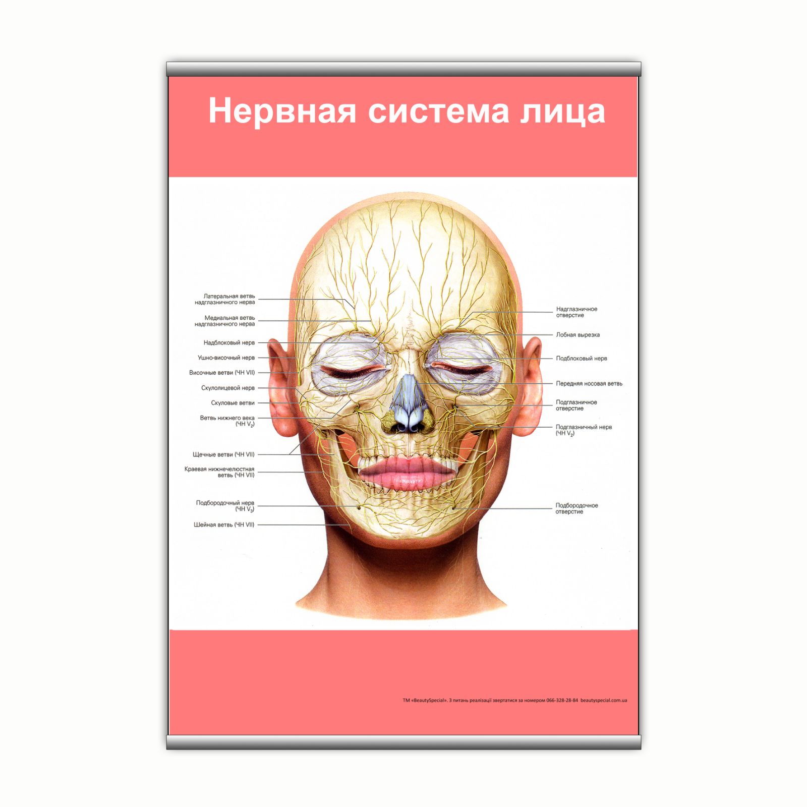 

Плакат Beauty Special "Нервная система лица" с планкой А0 (9175)