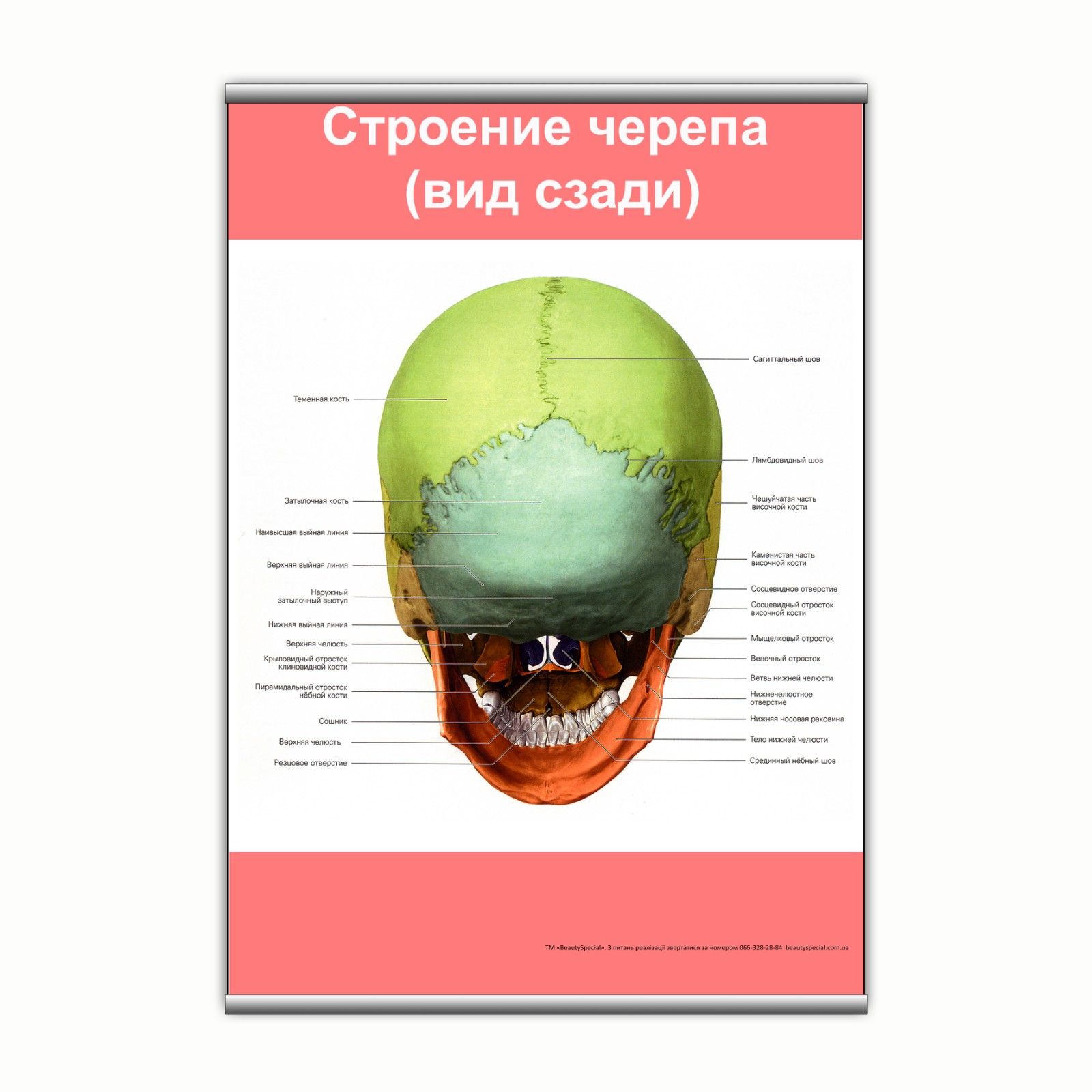 

Плакат Beauty Special "Строение черепа (вид сзади)" с планкой А0 (9111)
