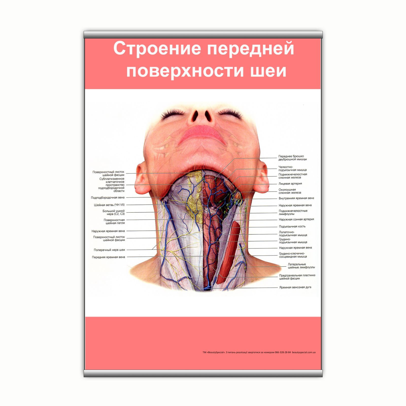 

Плакат Beauty Special "Строение передней поверхности шеи" с планкой А0 (9127)