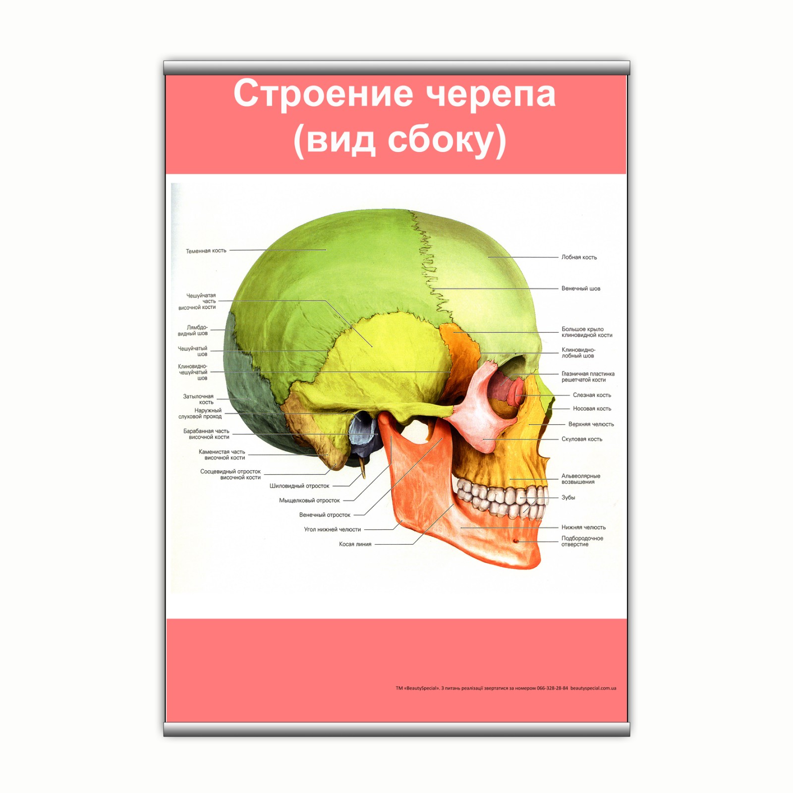 

Плакат Beauty Special "Строение черепа (вид сбоку)" с планкой А0 (9115)