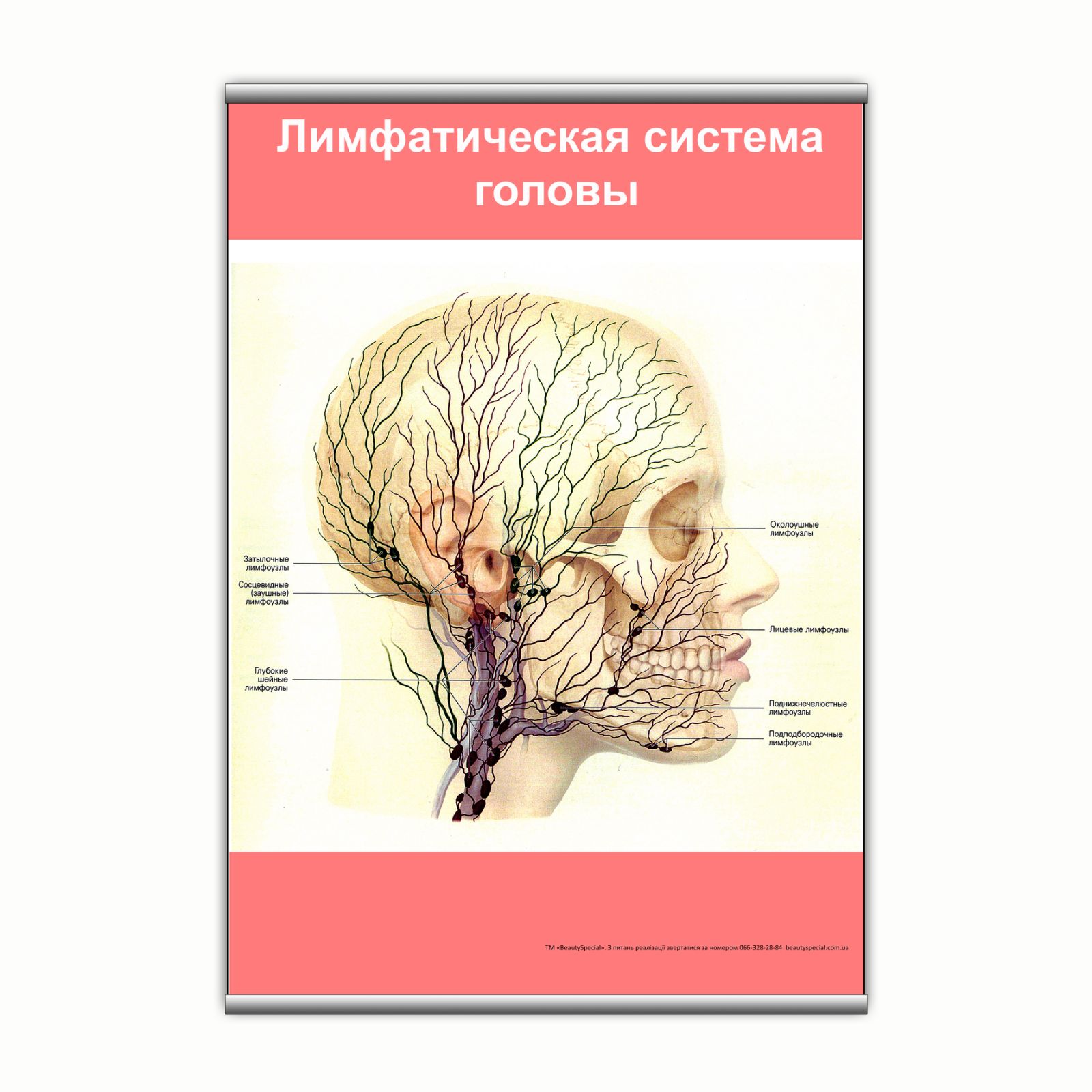 

Плакат Beauty Special "Лимфатическая система головы" с планкой А0 (9107)