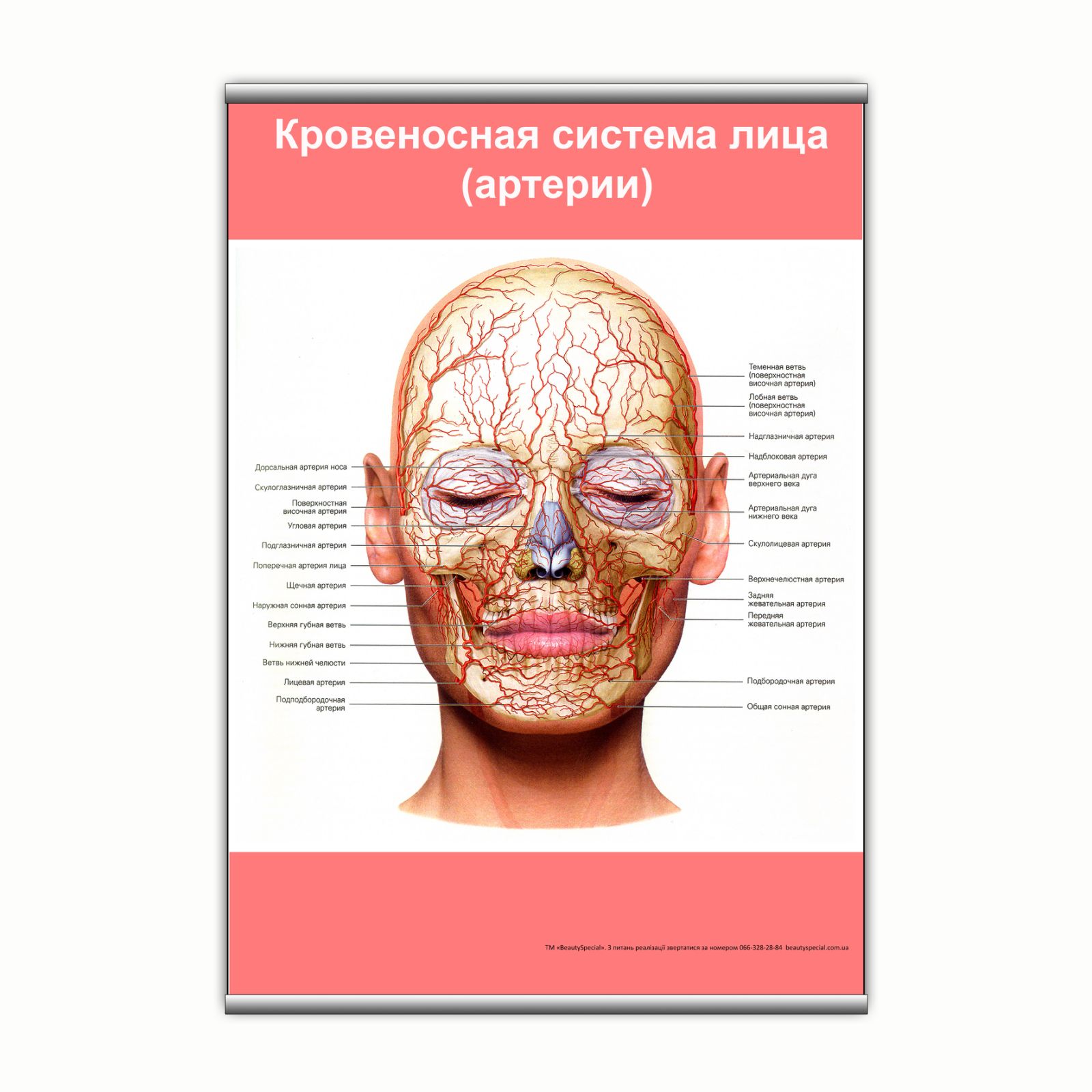 

Плакат Beauty Special "Кровеносная система лица (артерии)" с планкой А0 (9170)