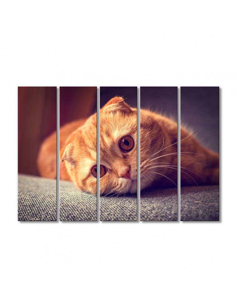 

Модульная картина Artel «Рыжий котик скоттиш-фолд» 5 модулей 70x105 см