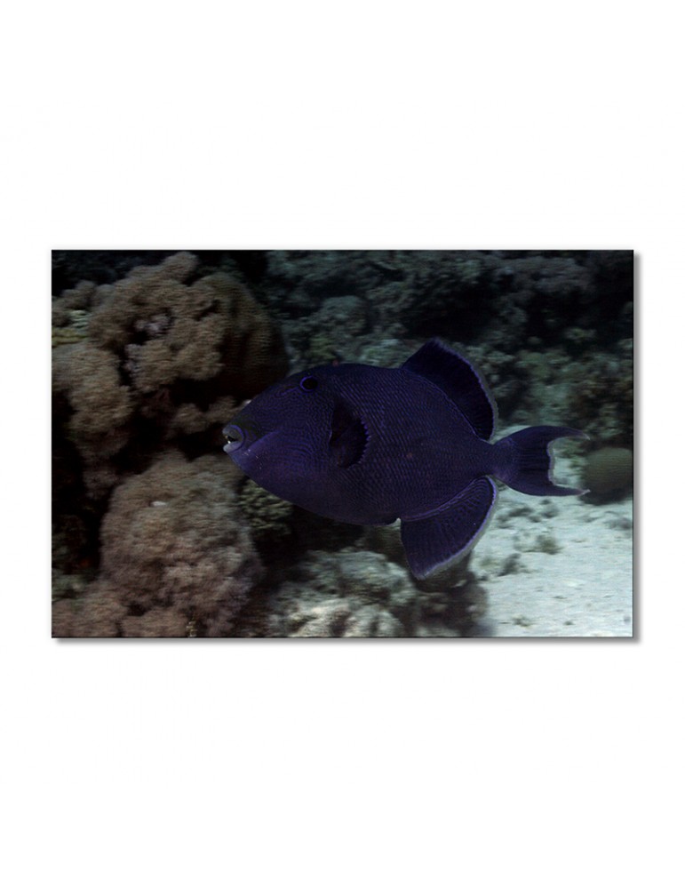 

Модульная картина Artel «Рыбная королева - спинорог» 1 модуль 70x105 см