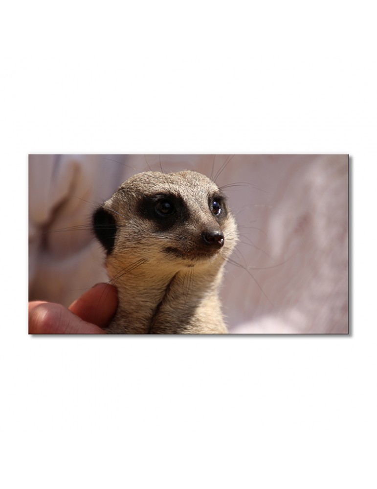 

Модульная картина Artel «Сурикат» 1 модуль 50x75 см