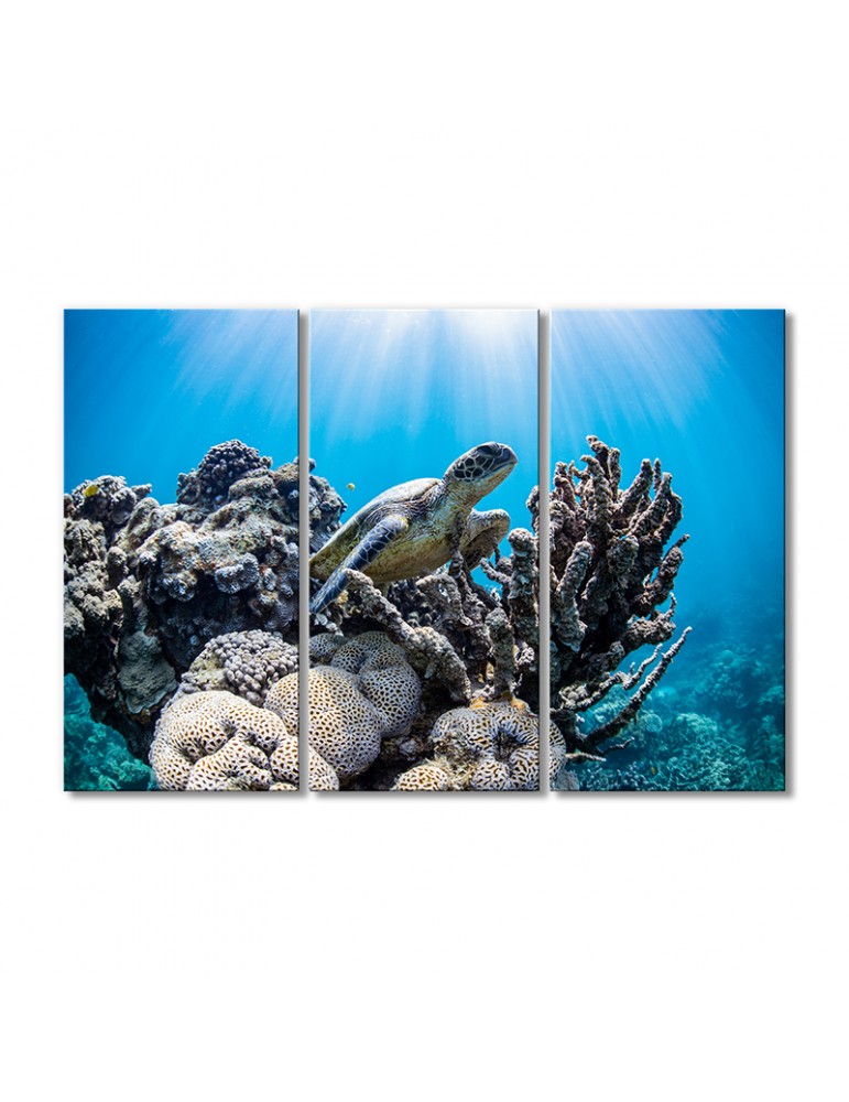 

Модульная картина Artel «Черепаха между кораллами» 3 модуля 50x75 см