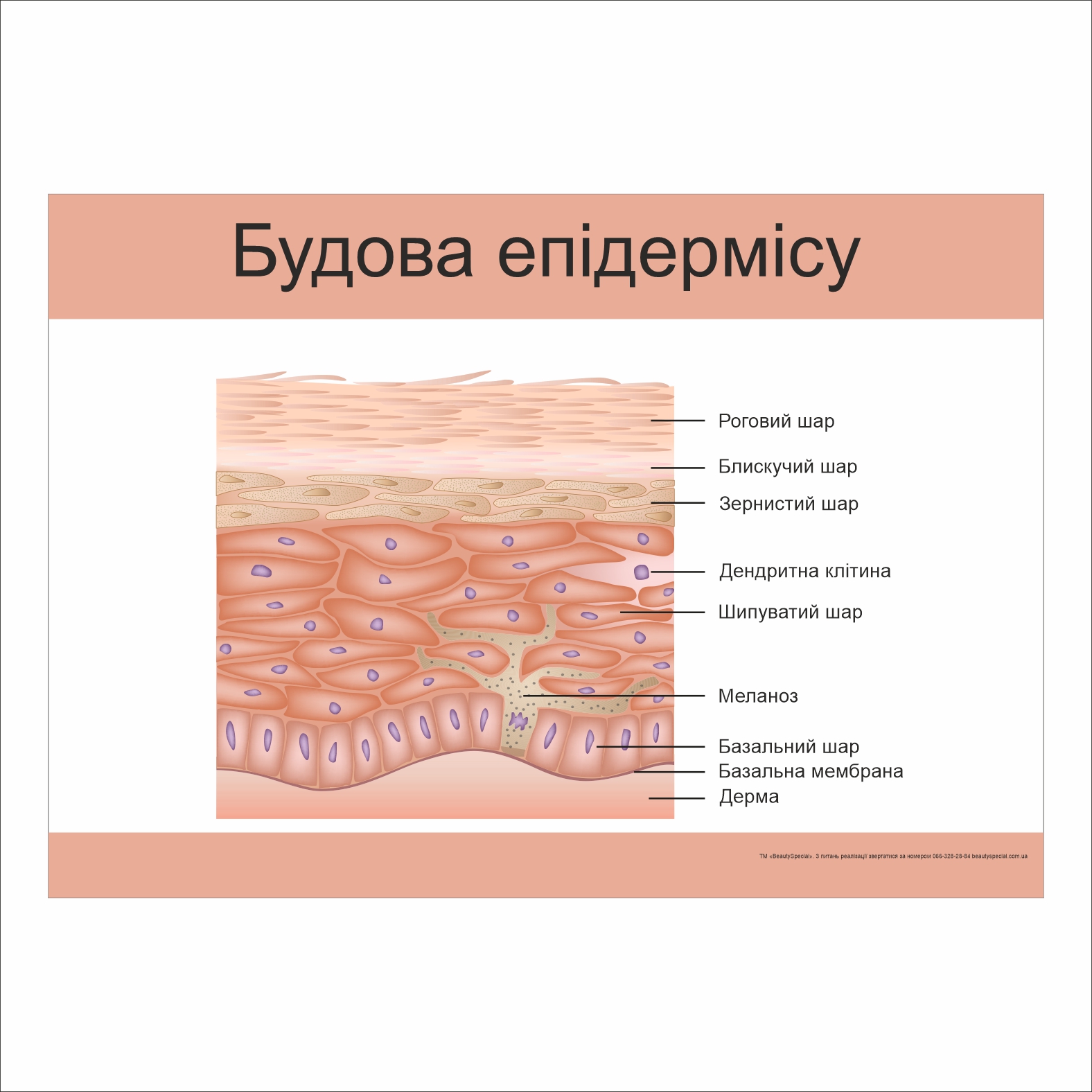 

Плакат Beauty Special “Будова епідермісу” А0 (9333)
