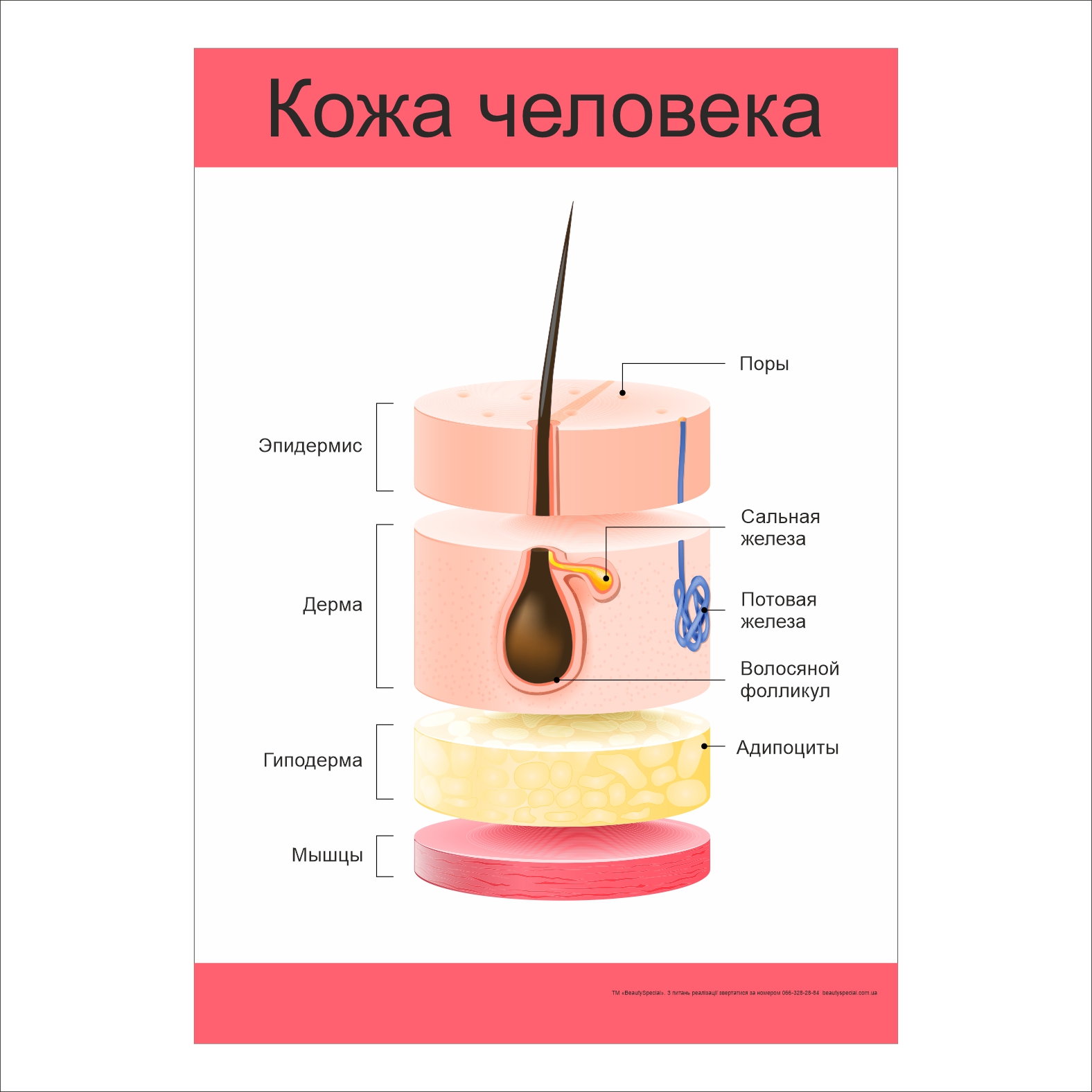 

Плакат Beauty Special “Кожа человека” А0 (9423)