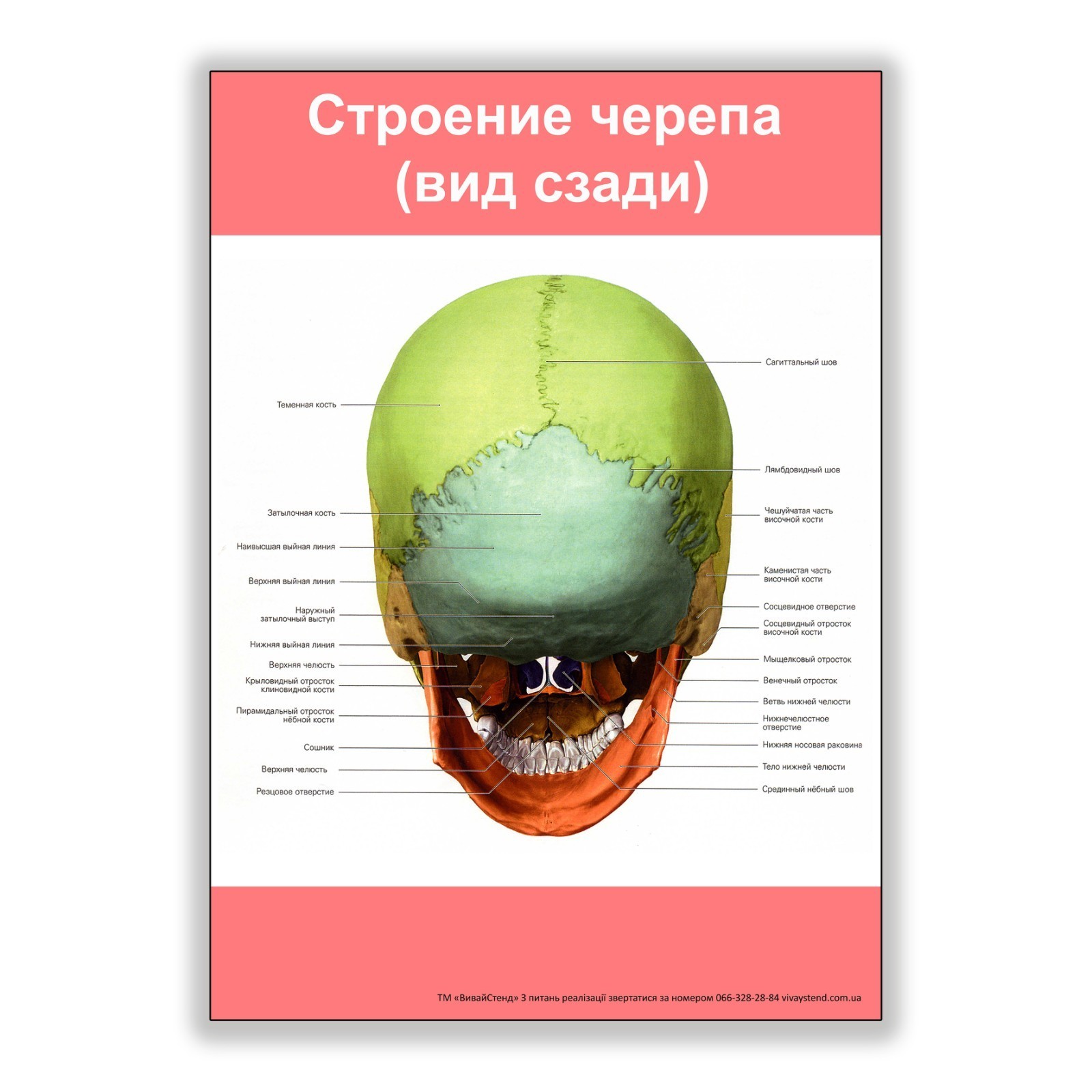 

Плакат Beauty Special Строение черепа (вид сзади) А3 (8176)