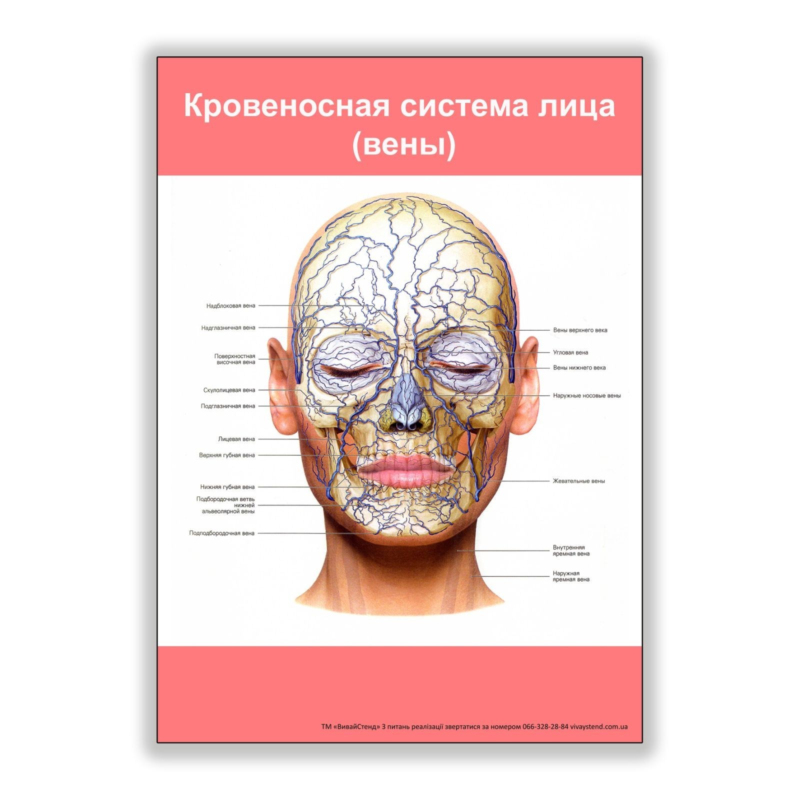 

Плакат Beauty Special Кровеносная система лица (вены) А0 (8125)
