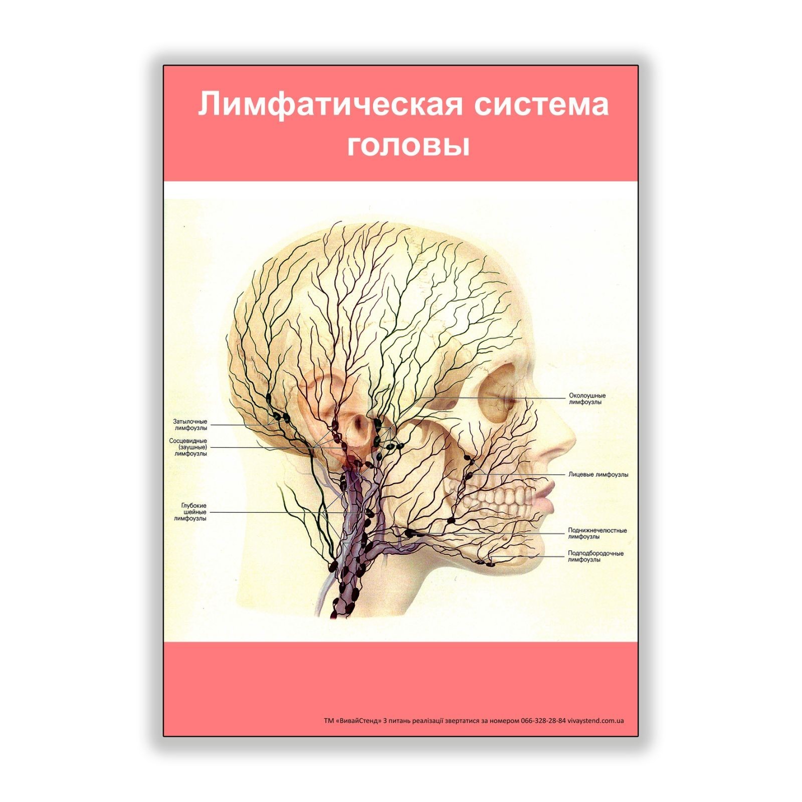 

Плакат Beauty Special Лимфатическая система головы А3 (8184)