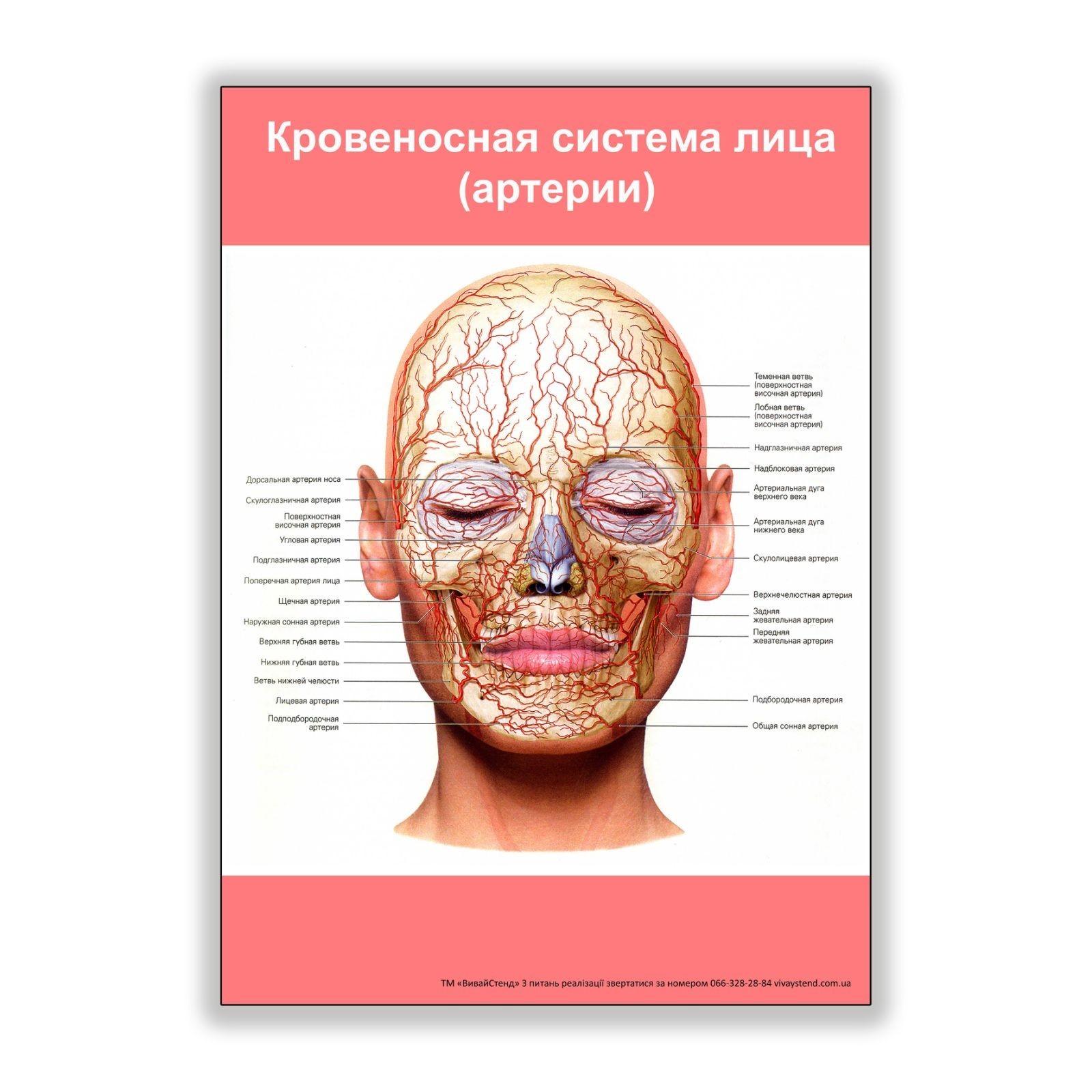 

Плакат Beauty Special Кровеносная система лица (артерии) А3 (8192)